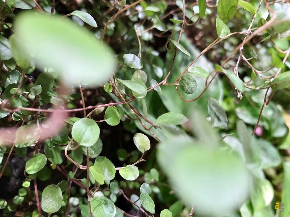 recensione-samsung-galaxy-a42-5g