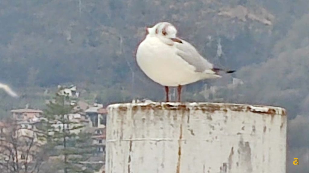 recensione-xiaomi-mi-11