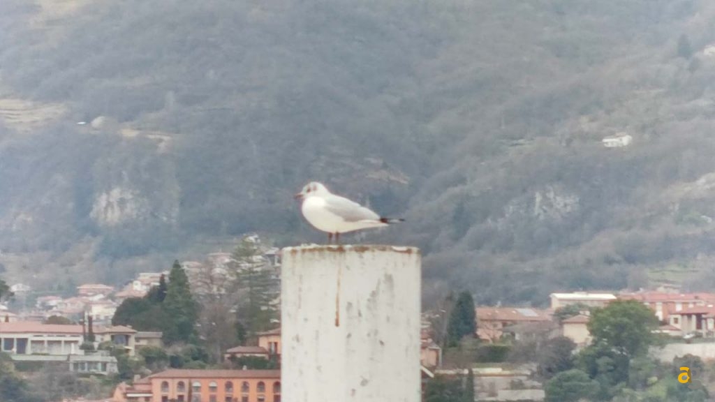 recensione-xiaomi-mi-11