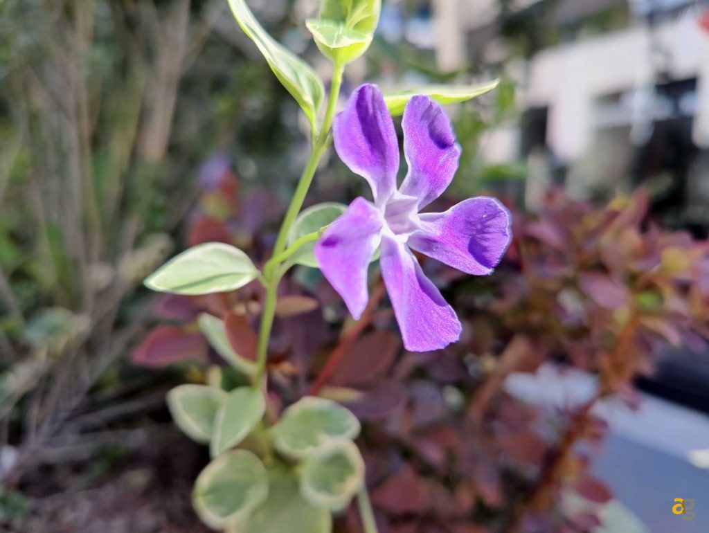 recensione-oneplus-9-pro