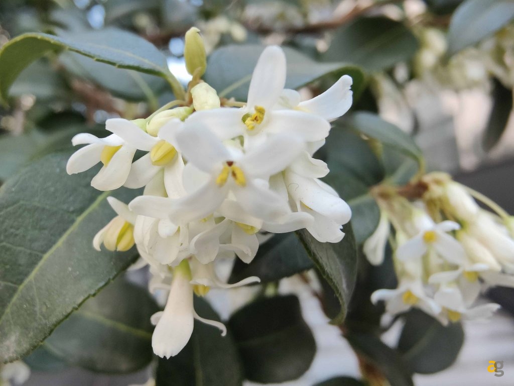 recensione-oppo-find-x3-pro-5g