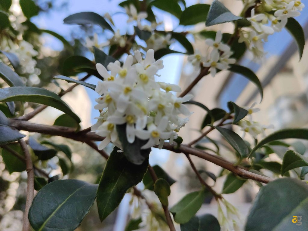 recensione-oppo-find-x3-pro-5g