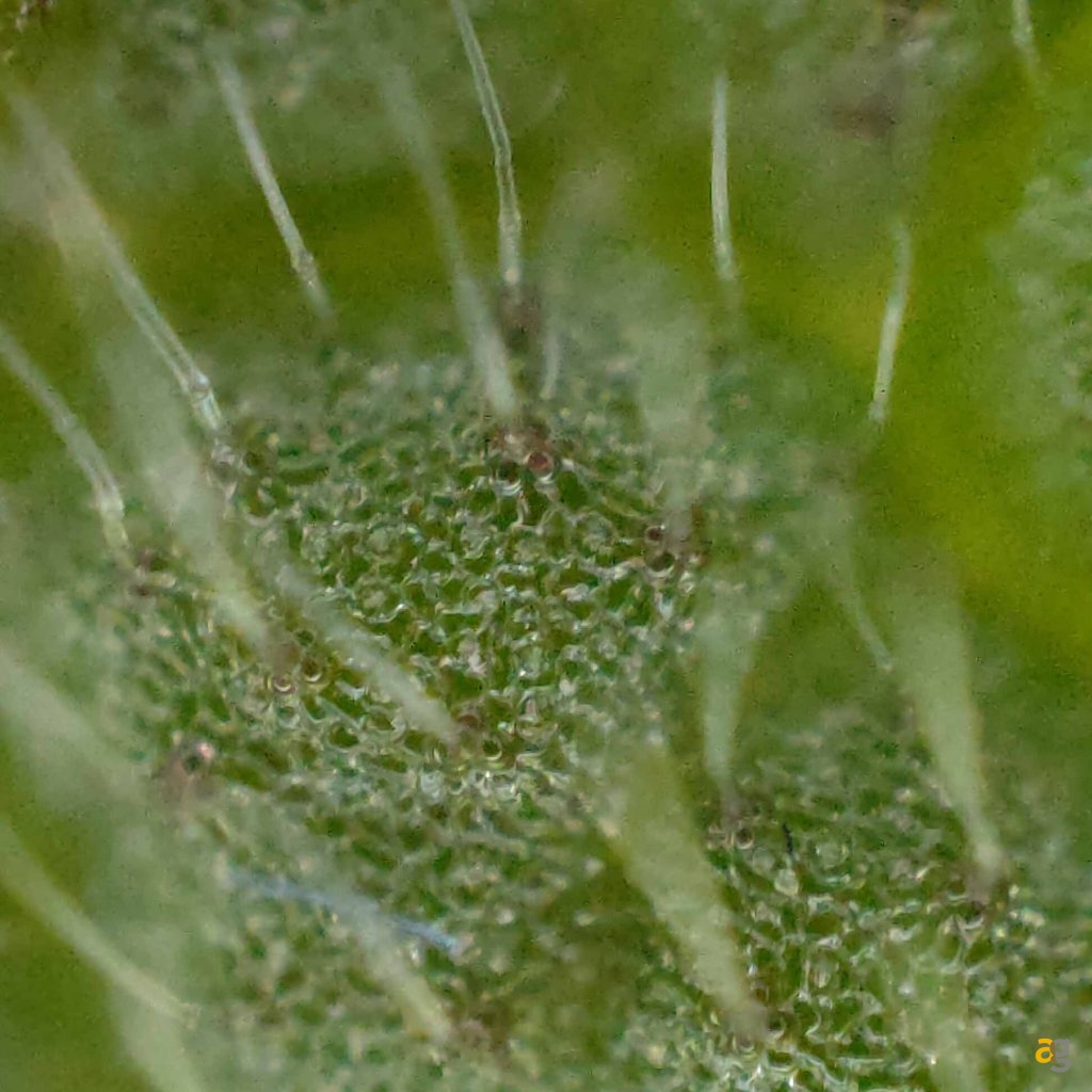 recensione-oppo-find-x3-pro-5g