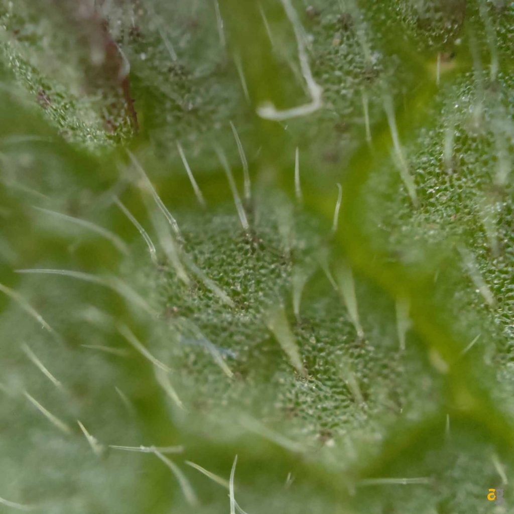 recensione-oppo-find-x3-pro-5g