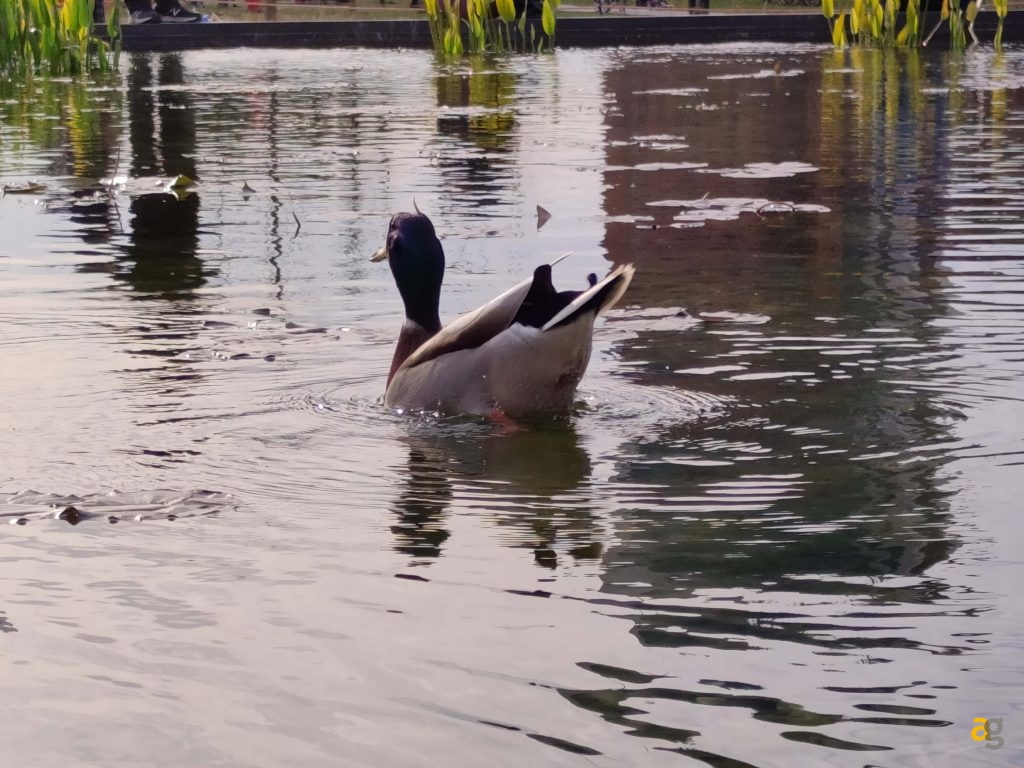 recensione-realme-8-pro