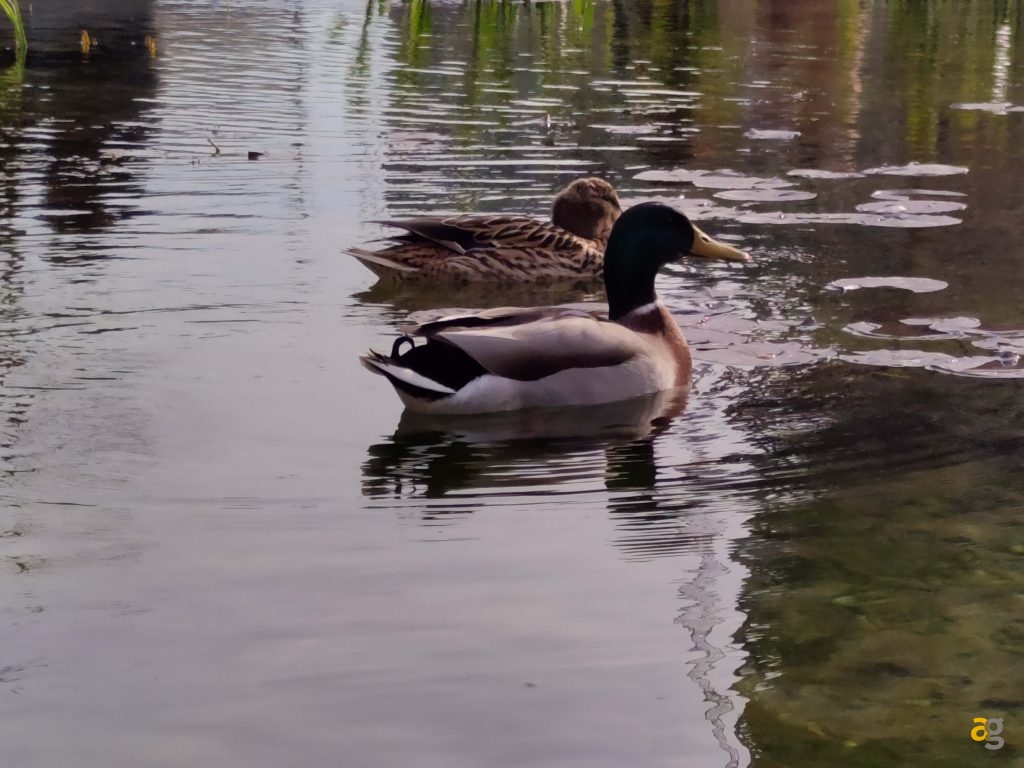 recensione-realme-8-pro