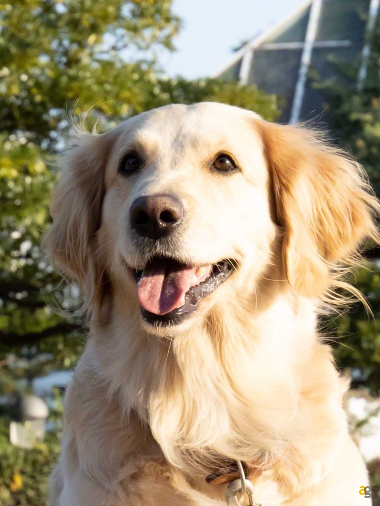 terza-generazione-sony-xperia-1-xperia-5-xperia-10-specifiche-disponibilita