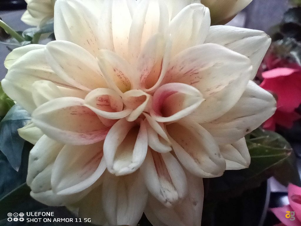 recensione-ulefone-armor-11-5g