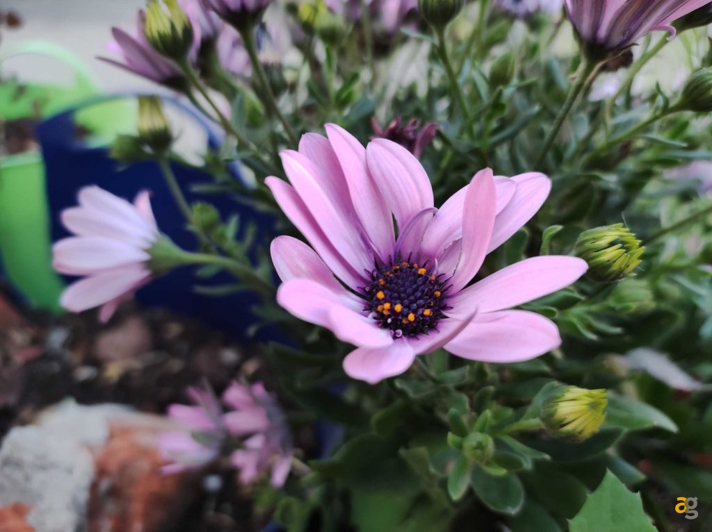 recensione-xiaomi-mi-11-lite