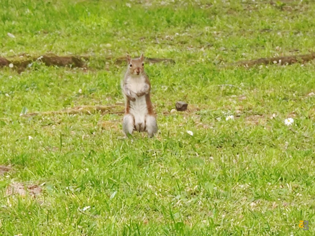 recensione-xiaomi-mi-11-ultra