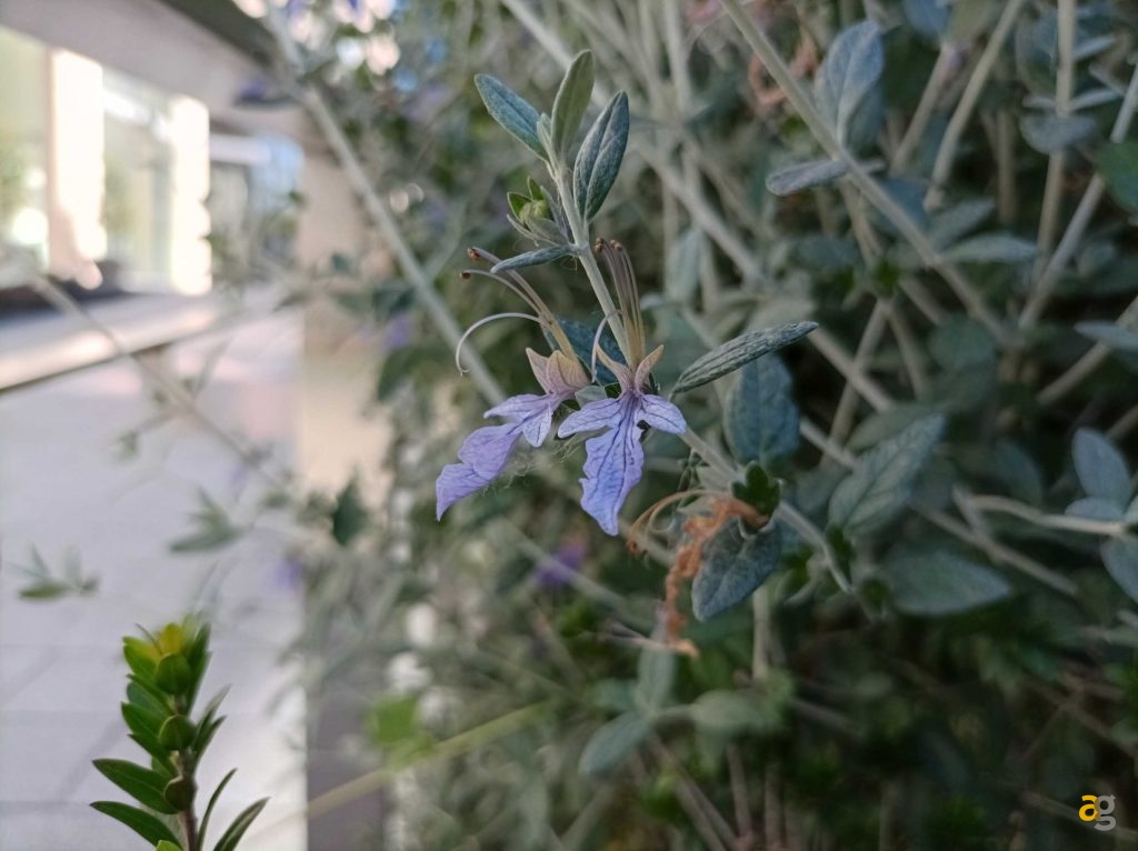 che-xiaomi-comprare-ve-lo-dico-io