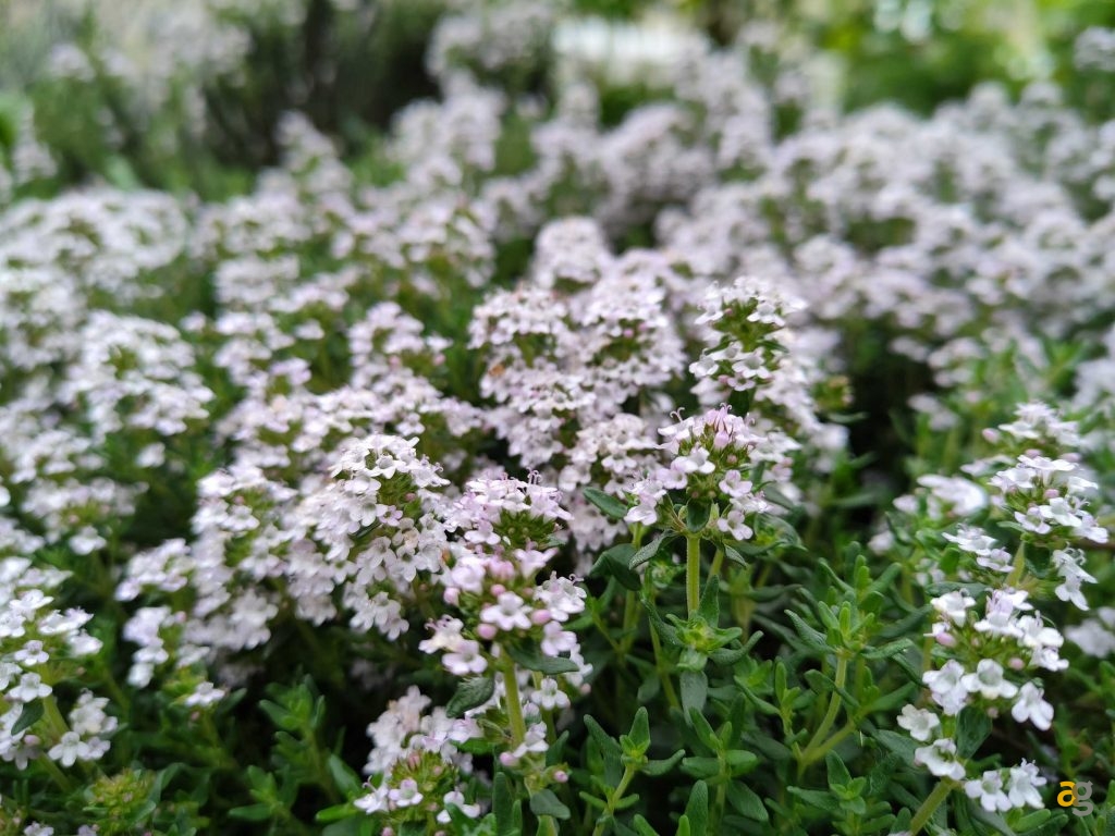 recensione-realme-gt-5g-cina