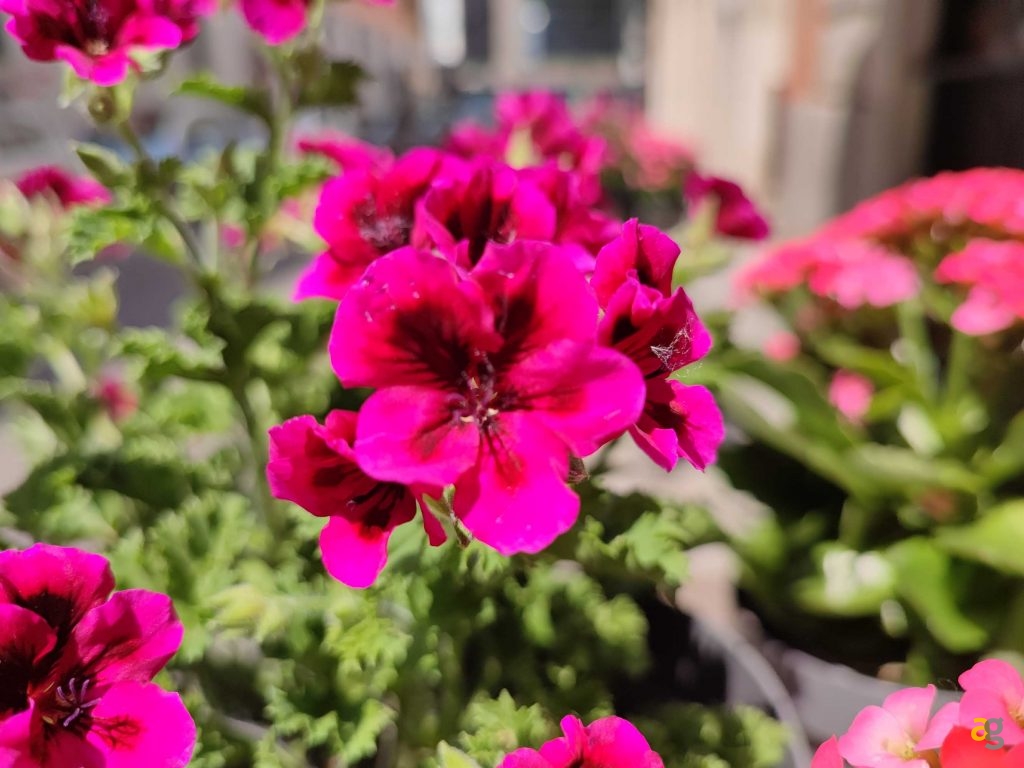 recensione-xiaomi-mi-11i