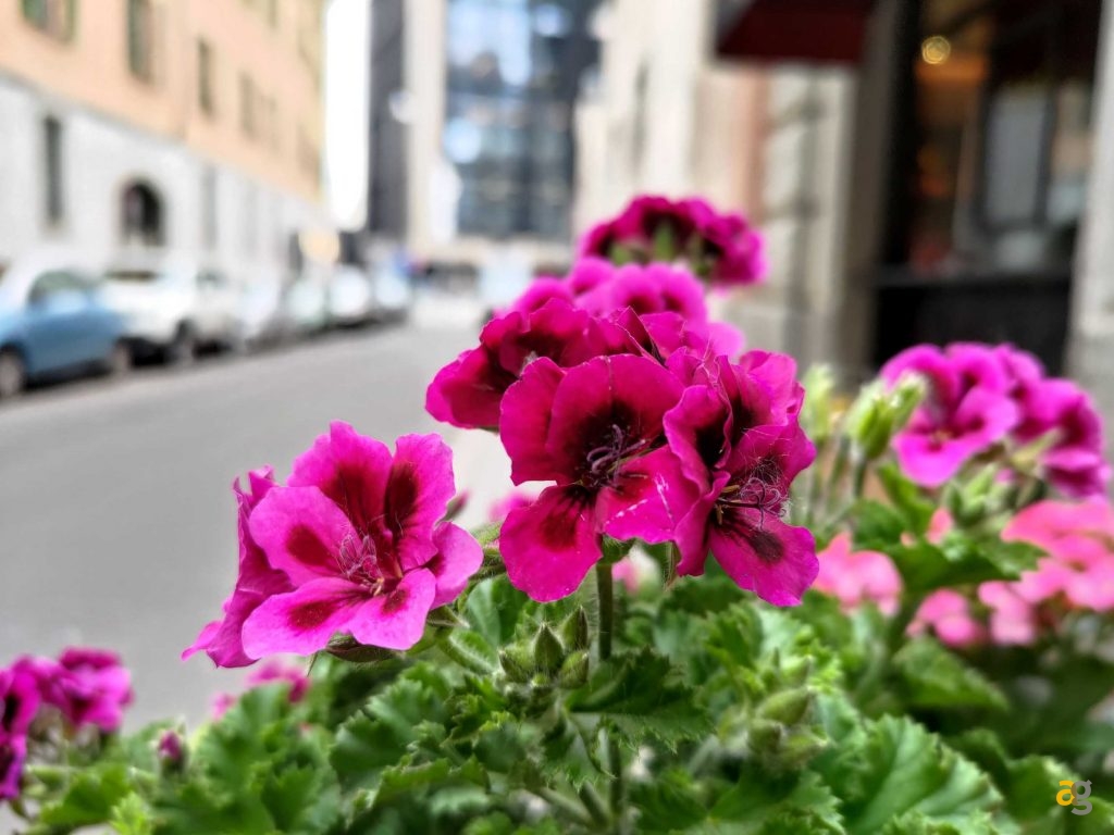 recensione-asus-zenfone-8