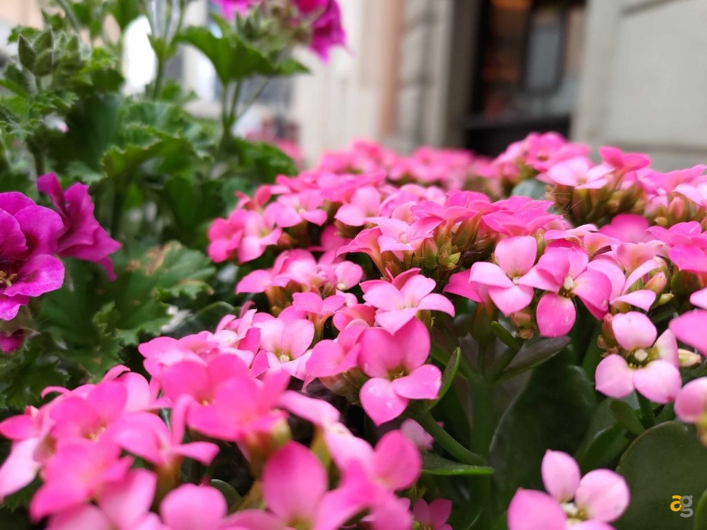 recensione-asus-zenfone-8