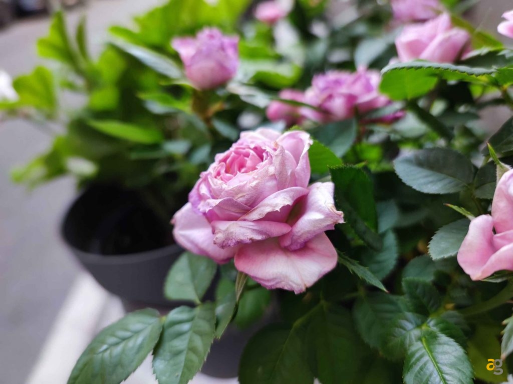 confronto-top-gamma-399-850-euro-iphone-12-galaxy-s21-poco-f3-realme-gt-mi11