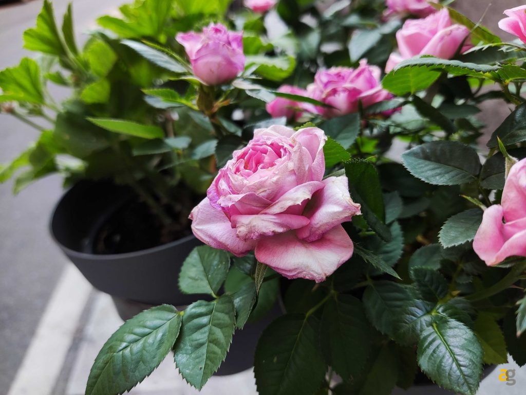 confronto-top-gamma-399-850-euro-iphone-12-galaxy-s21-poco-f3-realme-gt-mi11