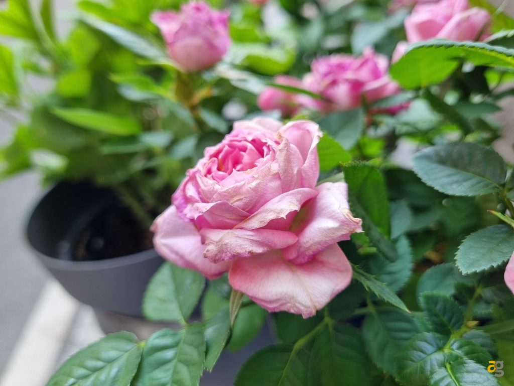 confronto-top-gamma-399-850-euro-iphone-12-galaxy-s21-poco-f3-realme-gt-mi11