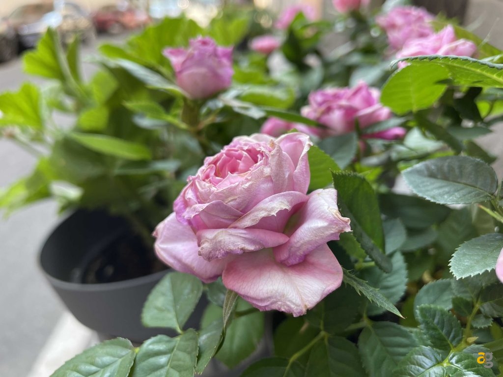 confronto-top-gamma-399-850-euro-iphone-12-galaxy-s21-poco-f3-realme-gt-mi11