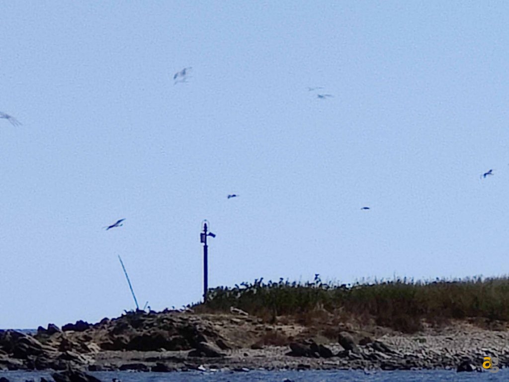 confronto-top-cameraphone