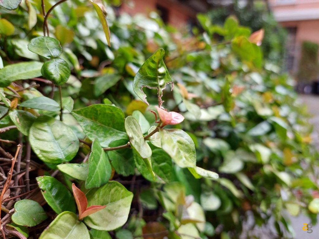 migliori-smartphone-299-499-euro-realme-gt-me-galaxy-a52s-xiaomi-mi11-lite-nord-2-oppo-reno-6