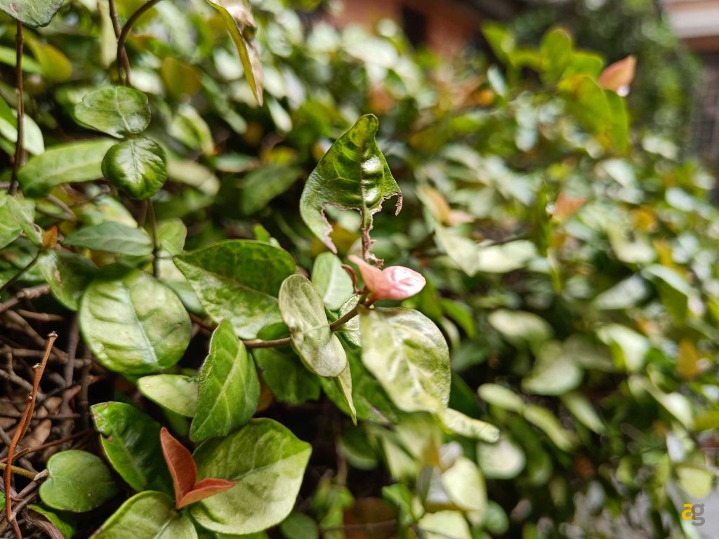 migliori-smartphone-299-499-euro-realme-gt-me-galaxy-a52s-xiaomi-mi11-lite-nord-2-oppo-reno-6