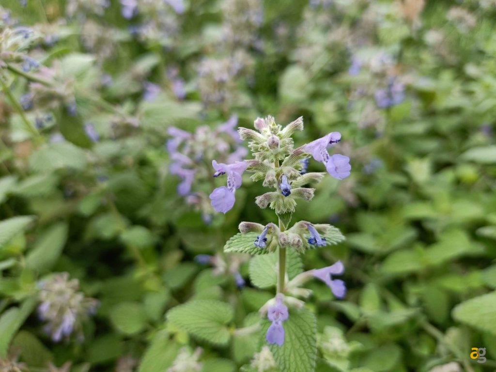 recensione-oppo-reno6-5g