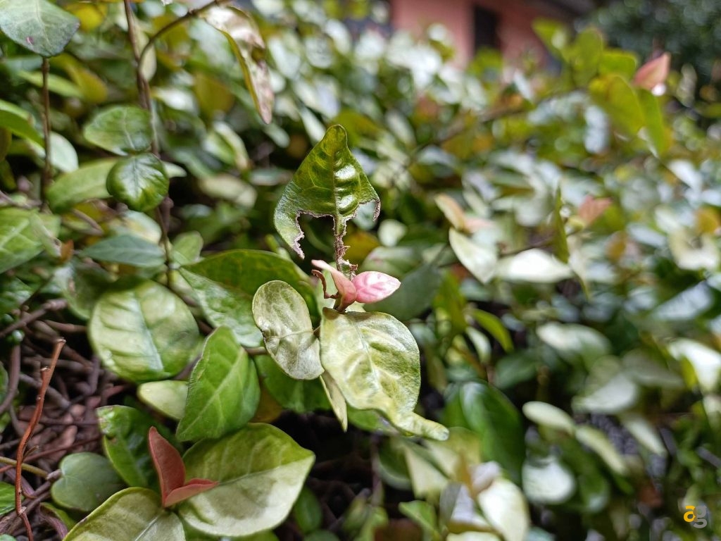 recensione-oppo-reno6-5g