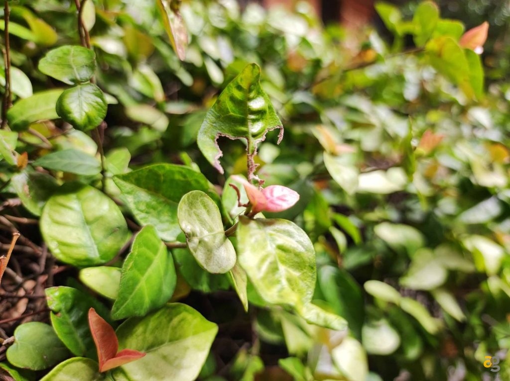 migliori-smartphone-299-499-euro-realme-gt-me-galaxy-a52s-xiaomi-mi11-lite-nord-2-oppo-reno-6