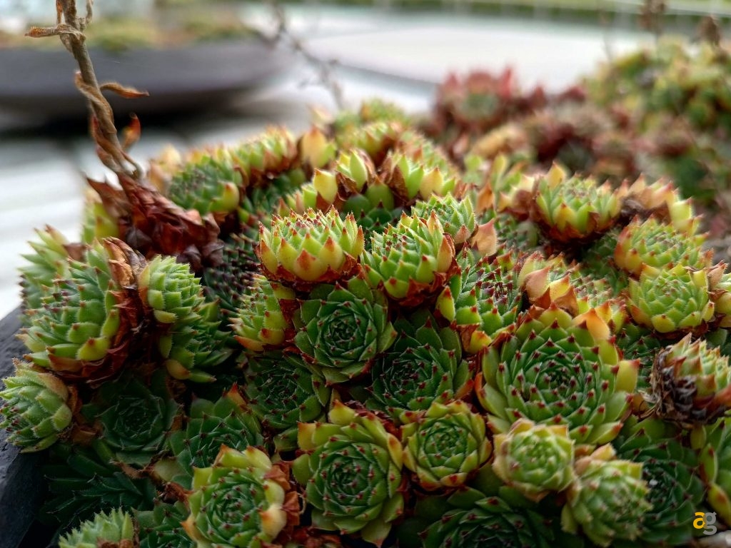 recensione-motorola-edge-20-lite