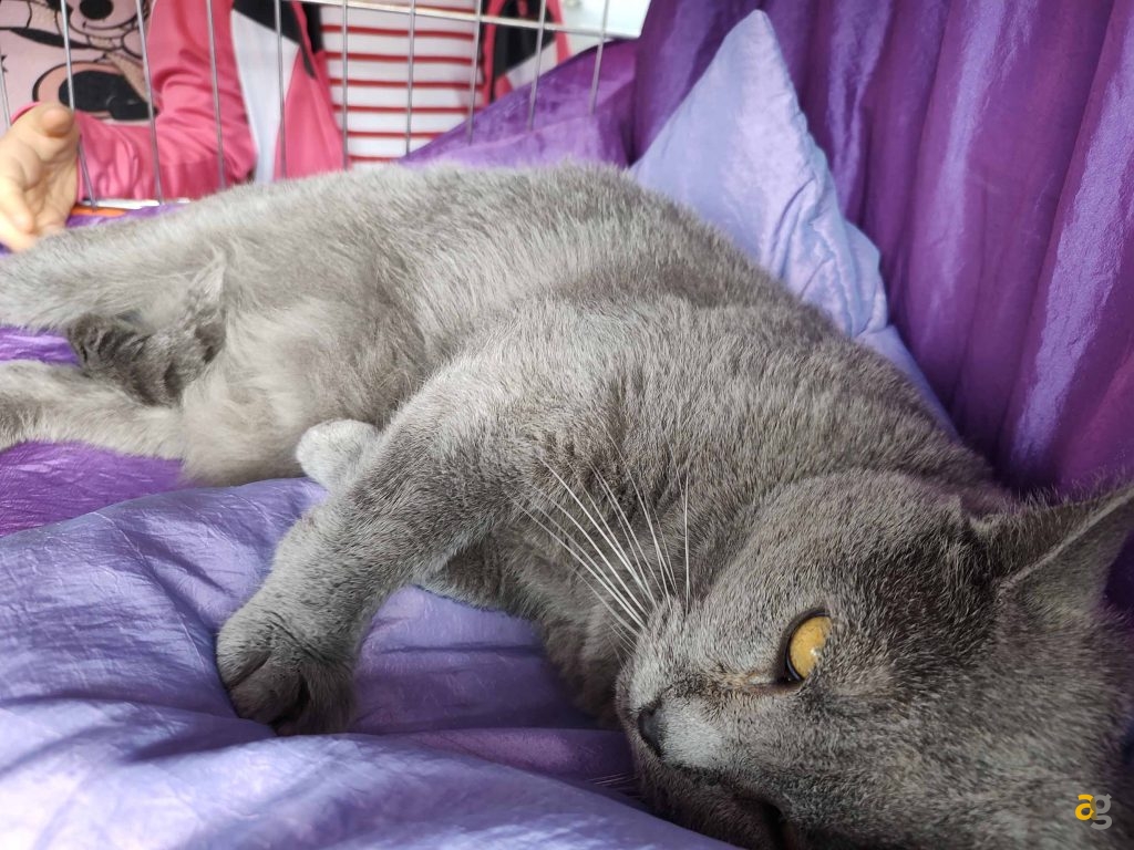 recensione-motorola-edge-20-pro