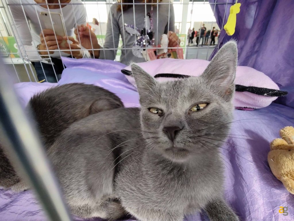 recensione-motorola-edge-20-pro