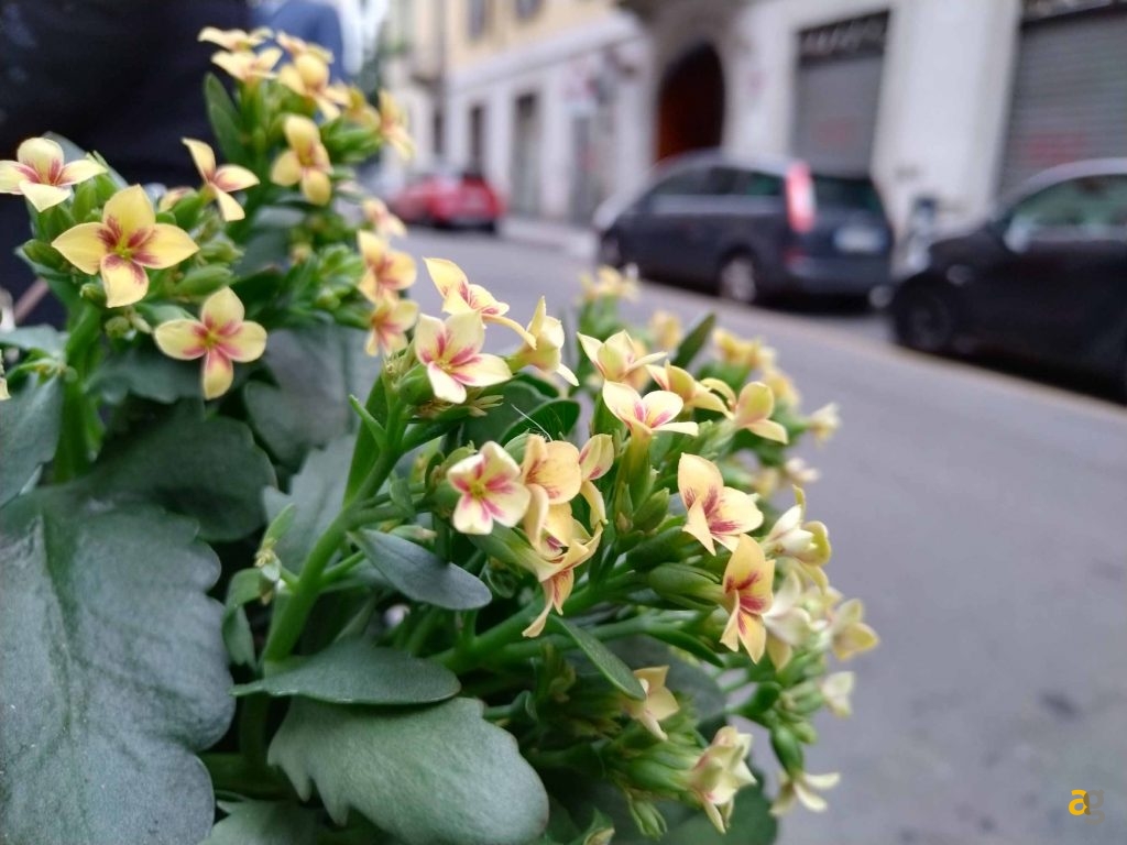 recensione-honor-50-lite