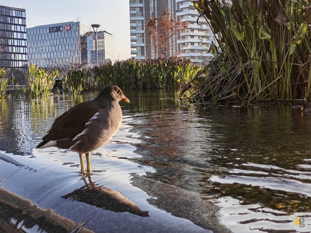 recensione-huawei-p50-pocket