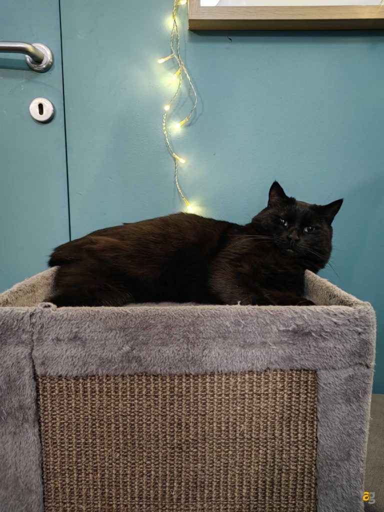 recensione-huawei-p50-pocket