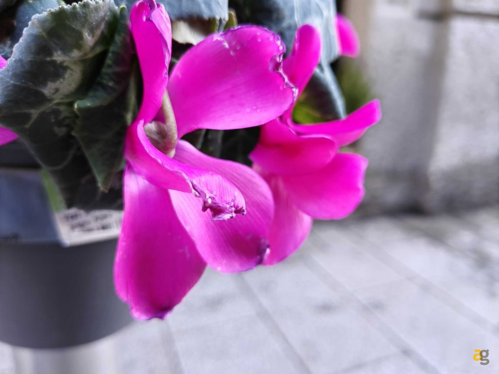 recensione-huawei-p50-pocket