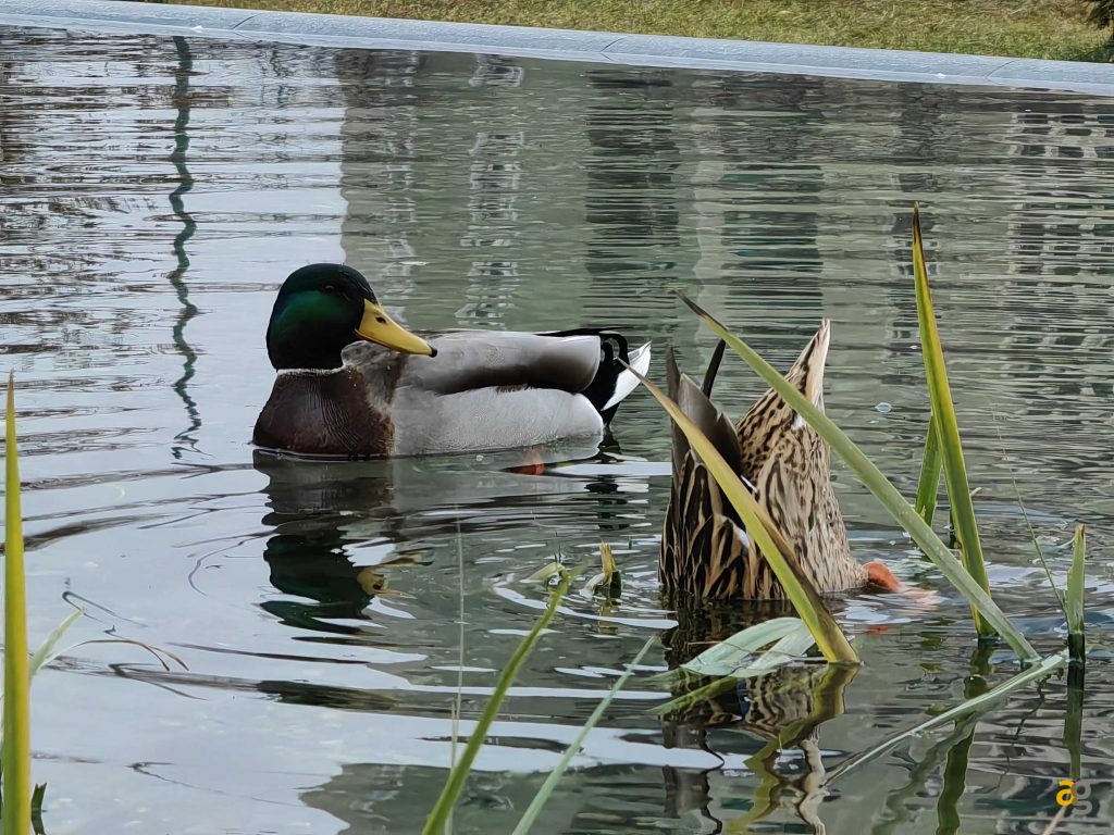 recensione-huawei-p50-pro