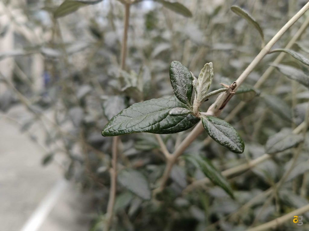 recensione-huawei-p50-pro