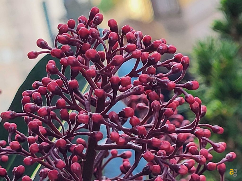 recensione-samsung-galaxy-s21-fe-5g