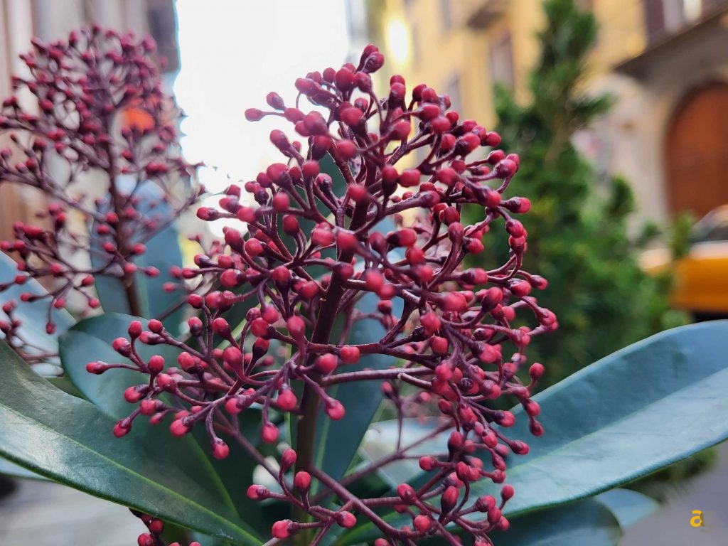 recensione-samsung-galaxy-s21-fe-5g