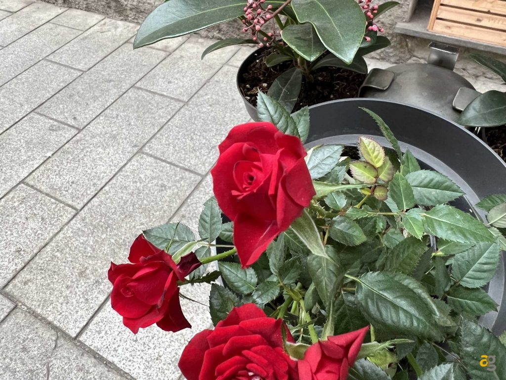 confronto-s22-ultra-iphone-13-pro-max-s21-ultra