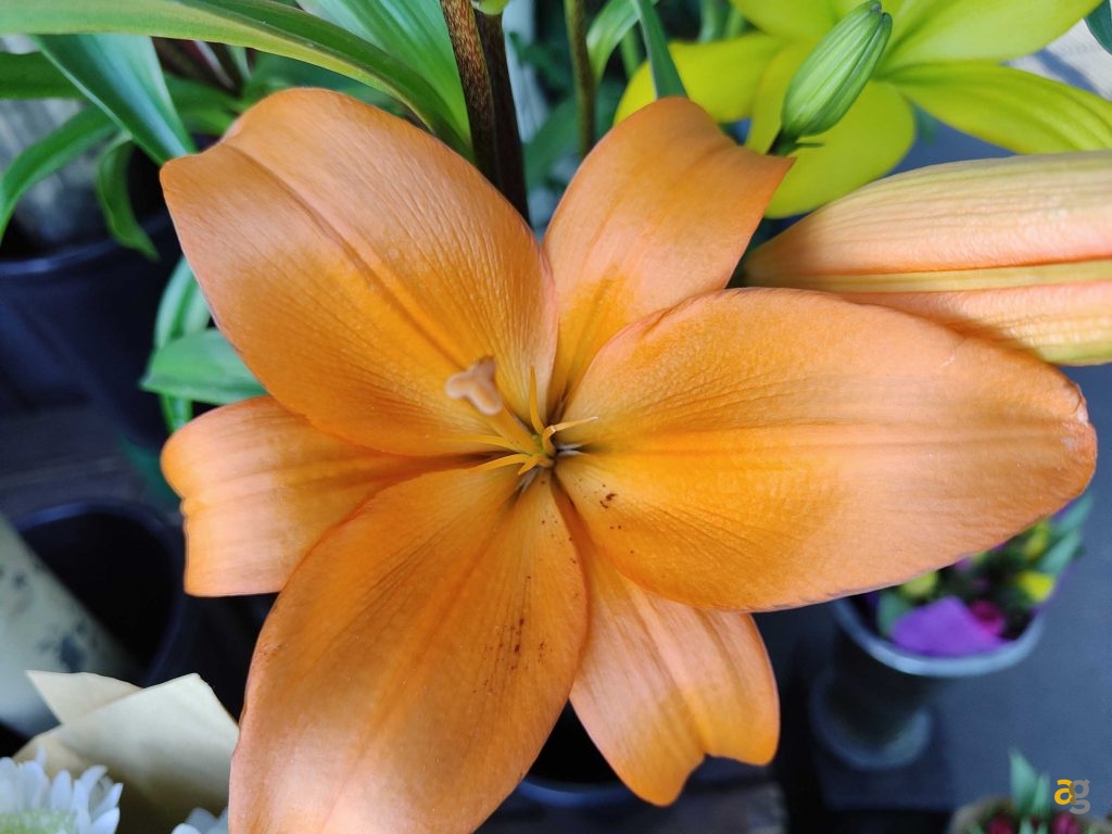 recensione-realme-gt2-pro