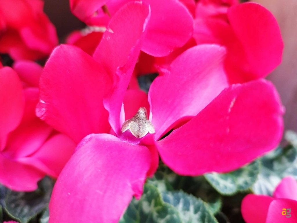 recensione-redmi-note-11-pro-5g-xiaomi