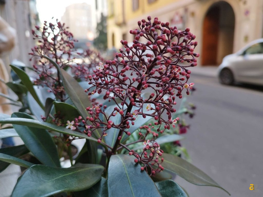 recensione-redmi-note-11-pro-5g-xiaomi