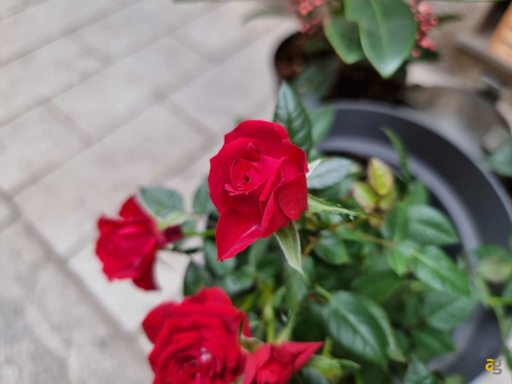 confronto-s22-ultra-iphone-13-pro-max-s21-ultra