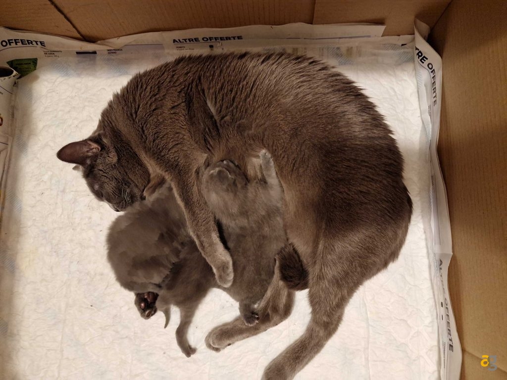 recensione-galaxy-s22-ultra-samsung