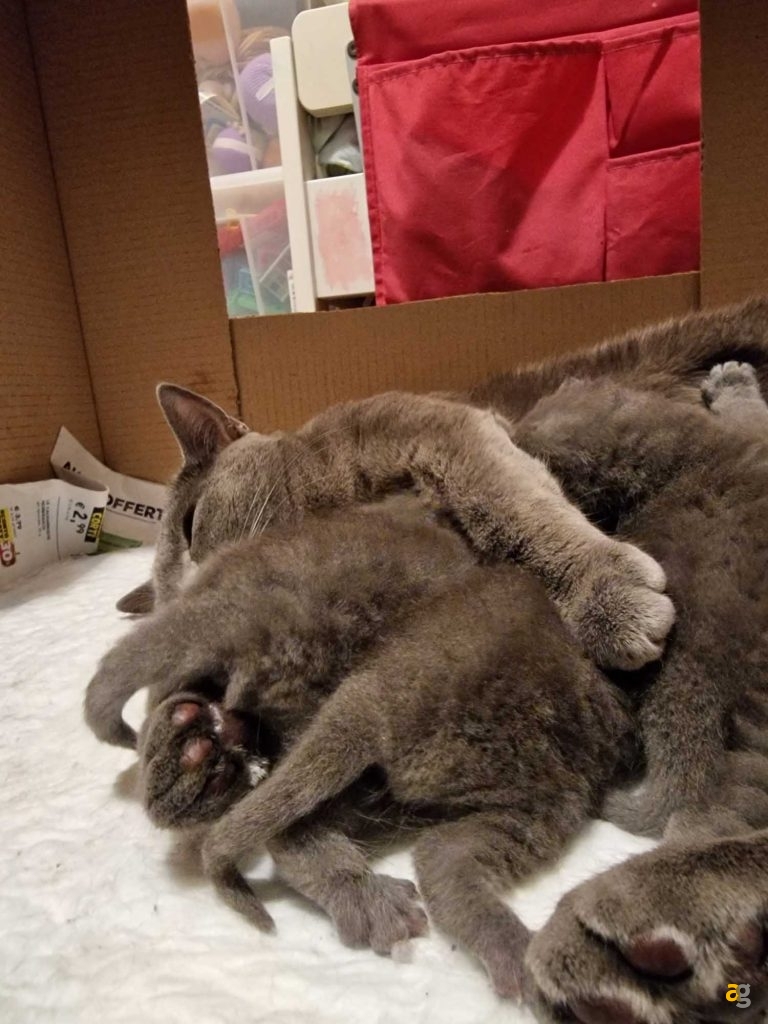 recensione-galaxy-s22-ultra-samsung