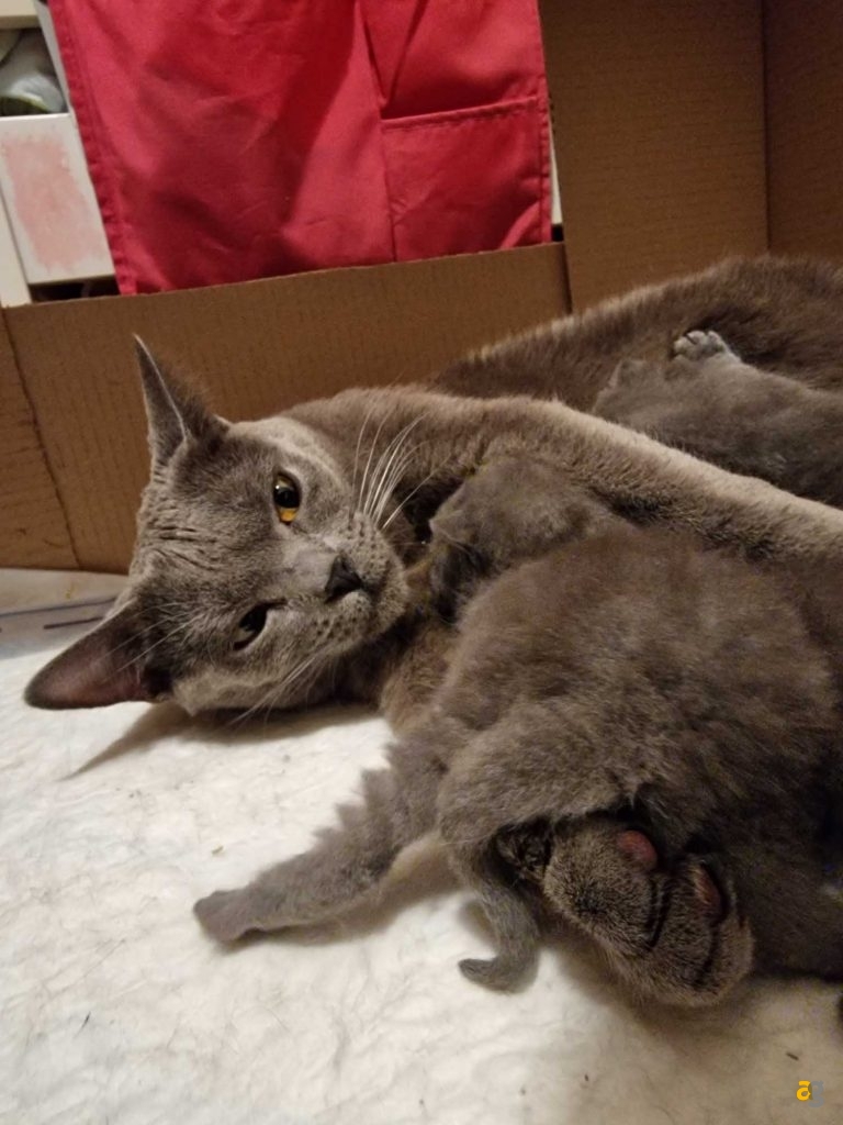 recensione-galaxy-s22-ultra-samsung