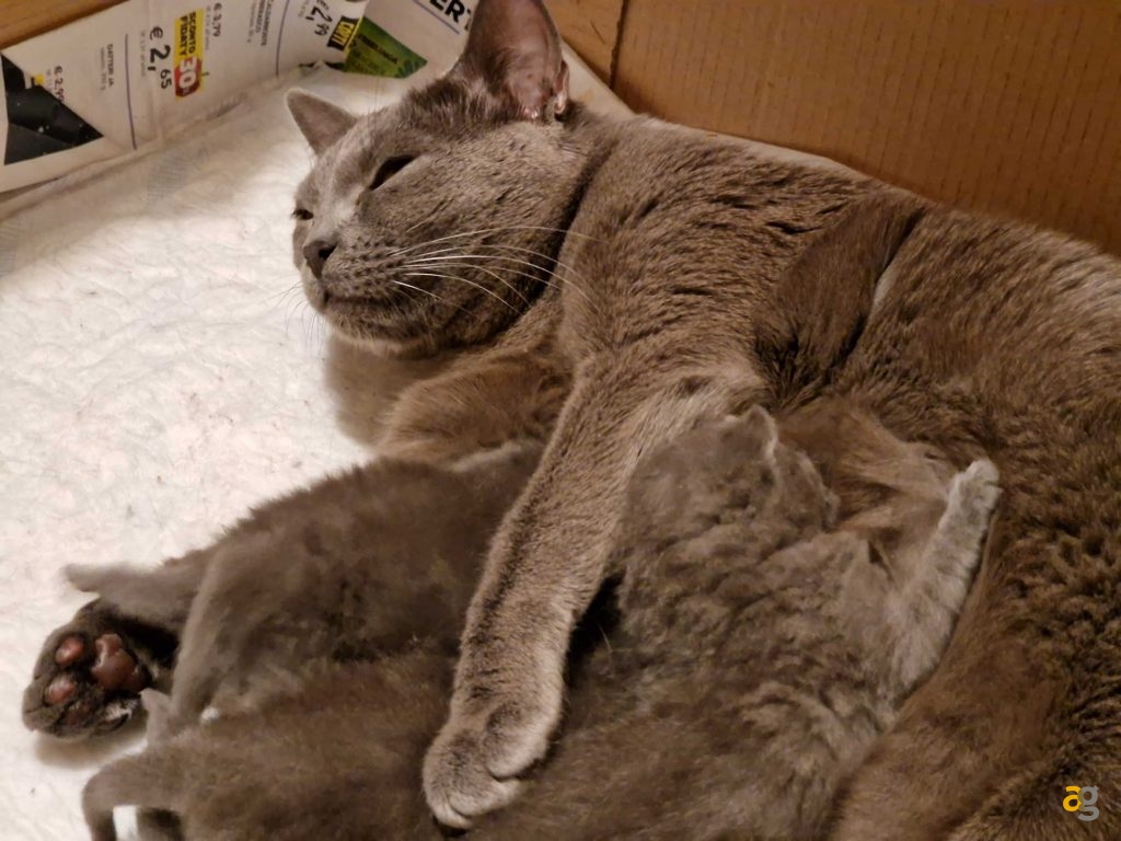 recensione-galaxy-s22-ultra-samsung