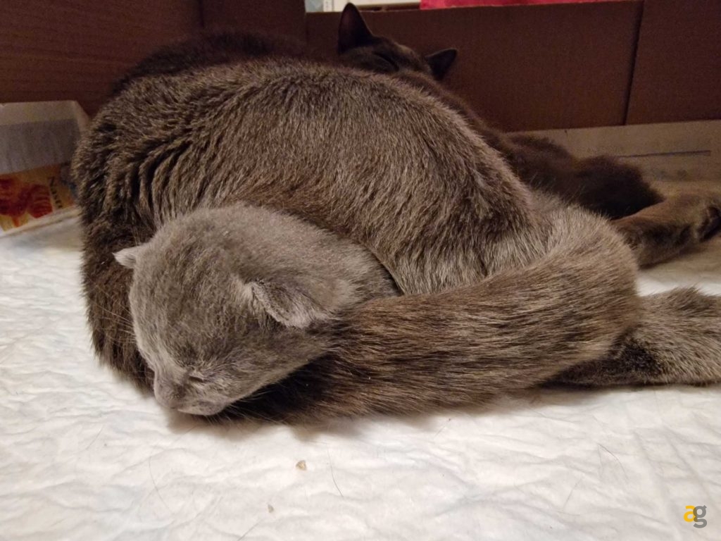 recensione-galaxy-s22-ultra-samsung